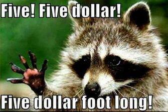 Funny Animals Wallpaper Background