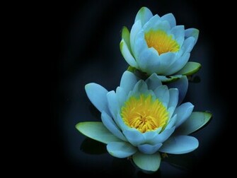 Water Lily Wallpaper