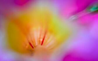 Close Flower Wallpaper Floral