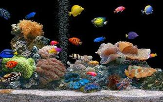 HD Fish Live Wallpaper Desktop Moving Background