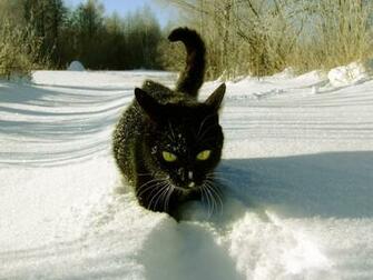 Hiver Neige For T Noir M Le Wallpaper