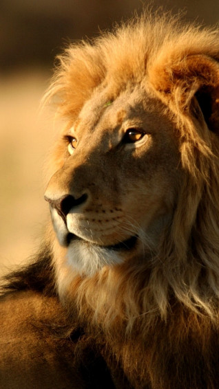 Roaring Lion Wallpaper