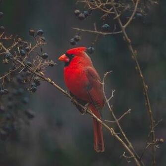 Wallpaper Cardinal Red Bird Branch iPad Air