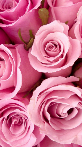 Pink Roses Photography iPhone Wallpaper