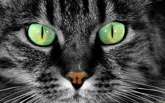 Cats With Green Eyes Wallpaper Amp Beautiful HD Pictures