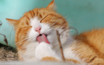 Cute 4k Wallpaper For Your Desktop Or Mobile Screen