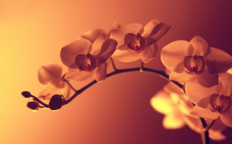 Orchids Wallpaper Desktop