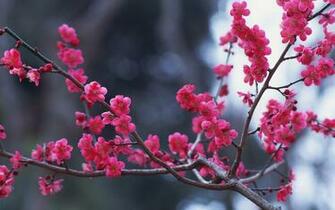 Peach Blossom Photography Wallpaper Plant Desktop Background