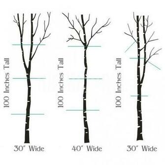 Wall Decals White Birch Grove Trees Stickers Canada