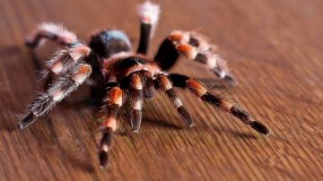Tarantula Spider Insect Wallpaper HD Desktop And Mobile