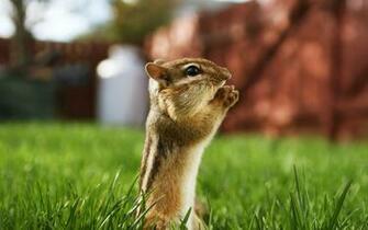 Squirrel Wallpaper HD Pictures One