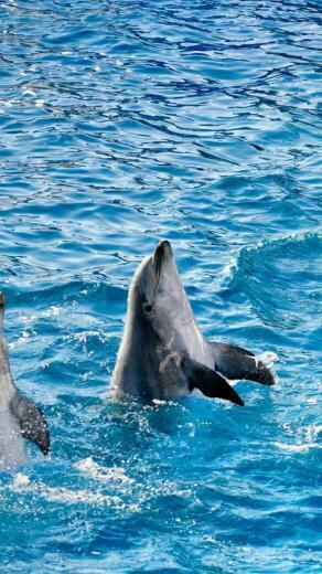Wallpaper Pool Water Ripples Dolphins Fin Five