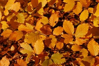 Autumn Leaves