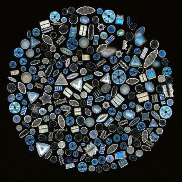 Mic Uk A Microscopical Of An Old Diatom Slide With