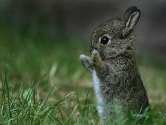 My Cute Secret Bunnies