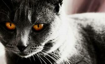 Image Cat Desktop Background Wallpaper