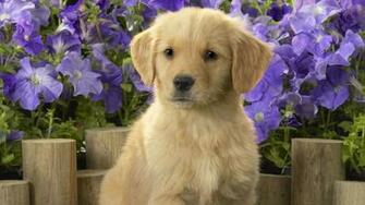 Labrador Puppy Widescreen Wallpaper