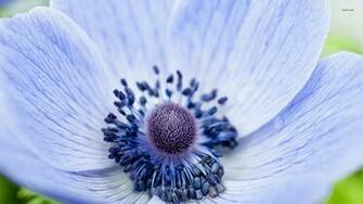 Anemone Wallpaper Flower