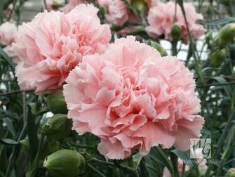 Pink Carnation Wallpaper