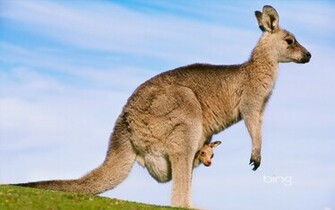 Kangaroo Australia Wallpaper