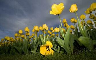 Field Of Flowers Wallpaper Stock Photos