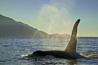 Computer Background A Large Male Orca Whale Aka Killer