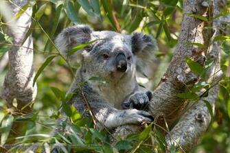 Url Simplywallpaper Net Desktop Koala Bear In A Tree Html