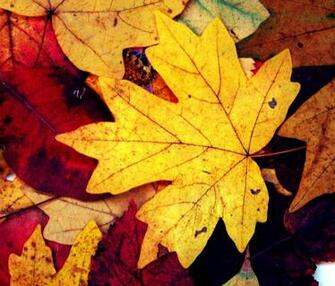 Autumn Leaves This Is My Of