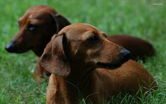 Desktop Pics Of Baby Wiener Dogs Wallpaper