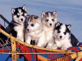 Husky Puppies Wallpaper Poster Art Print Desktop