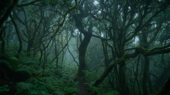 Green Forest HD Wallpaper