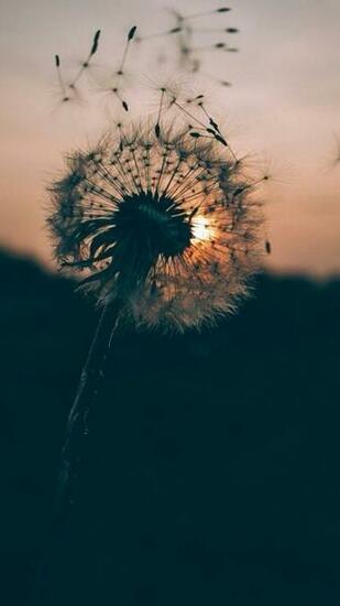 iPhone Wallpaper HD Imgtopic