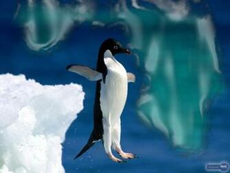Penguin Wallpaper Animal Spot