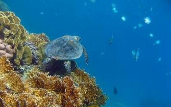 Sea Turtle HD Wallpaper Background