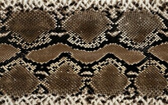 Wallpaper Snake Skin