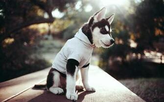 Husky Puppy Wallpaper