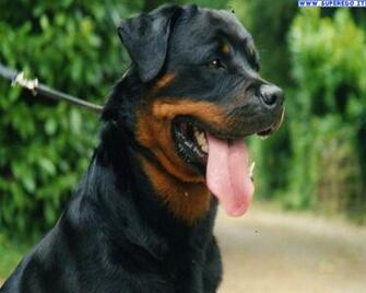 Rottweiler Desktop Cake Ideas And Designs