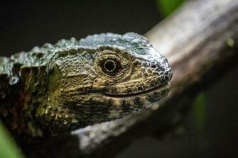 Chinese Crocodile Lizard Wallpaper Background