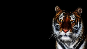 4k Tiger Wallpaper