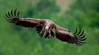 Vulture Wallpaper