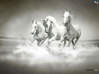Horses Wallpaper