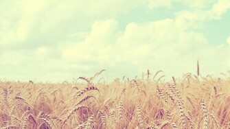 Soft Wheat Field HD Wallpaper FullHDwpp Full