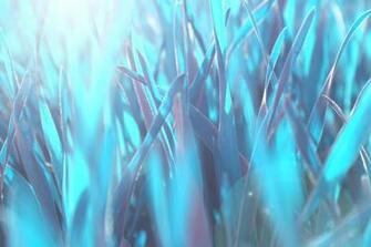 Up Wallpaper White Blue Warm Nature Grass