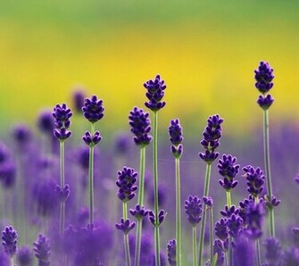 Lavender Wallpaper HD