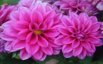 Dahlia Wallpaper