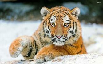 Cute Tiger Wallpaper