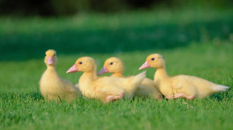 Geese HD Wallpaper