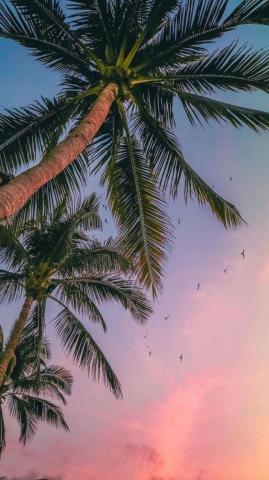 Cute Palm Tree Wallpaper On