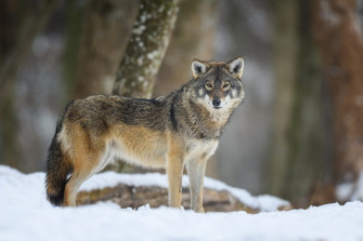 Wolf Sterreichzentrum Wallpaper