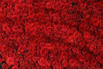 Rose Roses Flowers Photo On